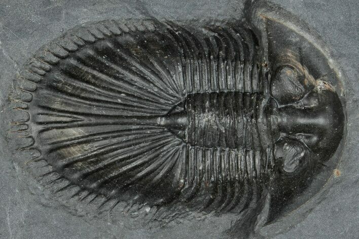 Detailed Thysanopeltis Trilobite - Top Quality Specimen #300549